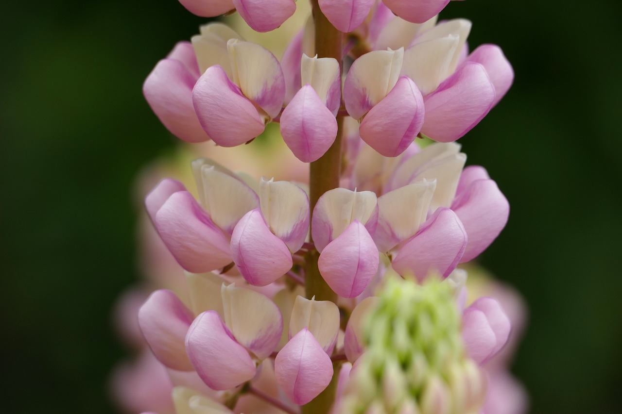 lupine lupinus flower free photo