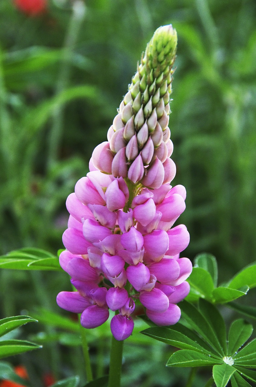 lupine flower pink petals free photo