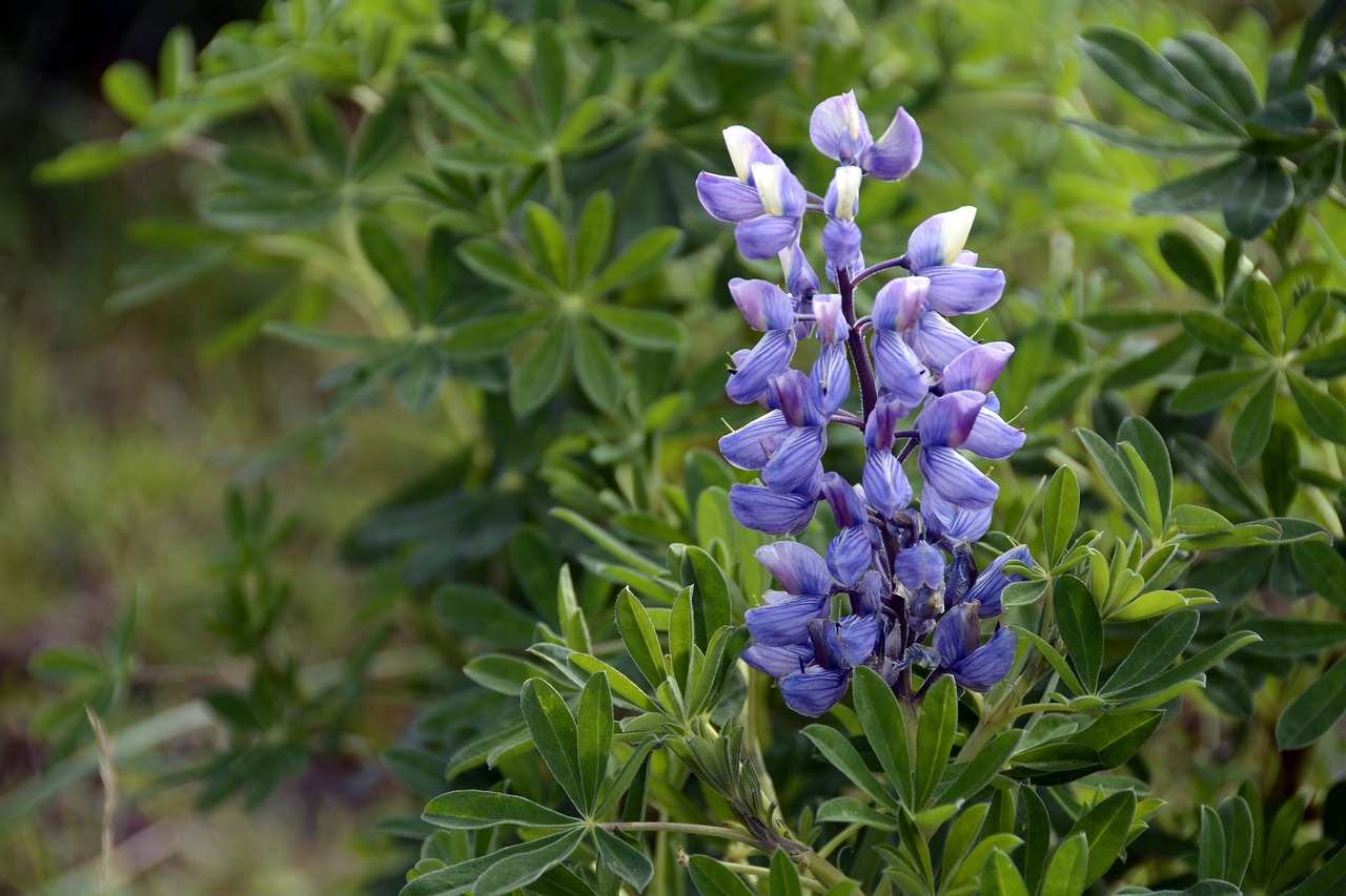 lupine plant purple free photo