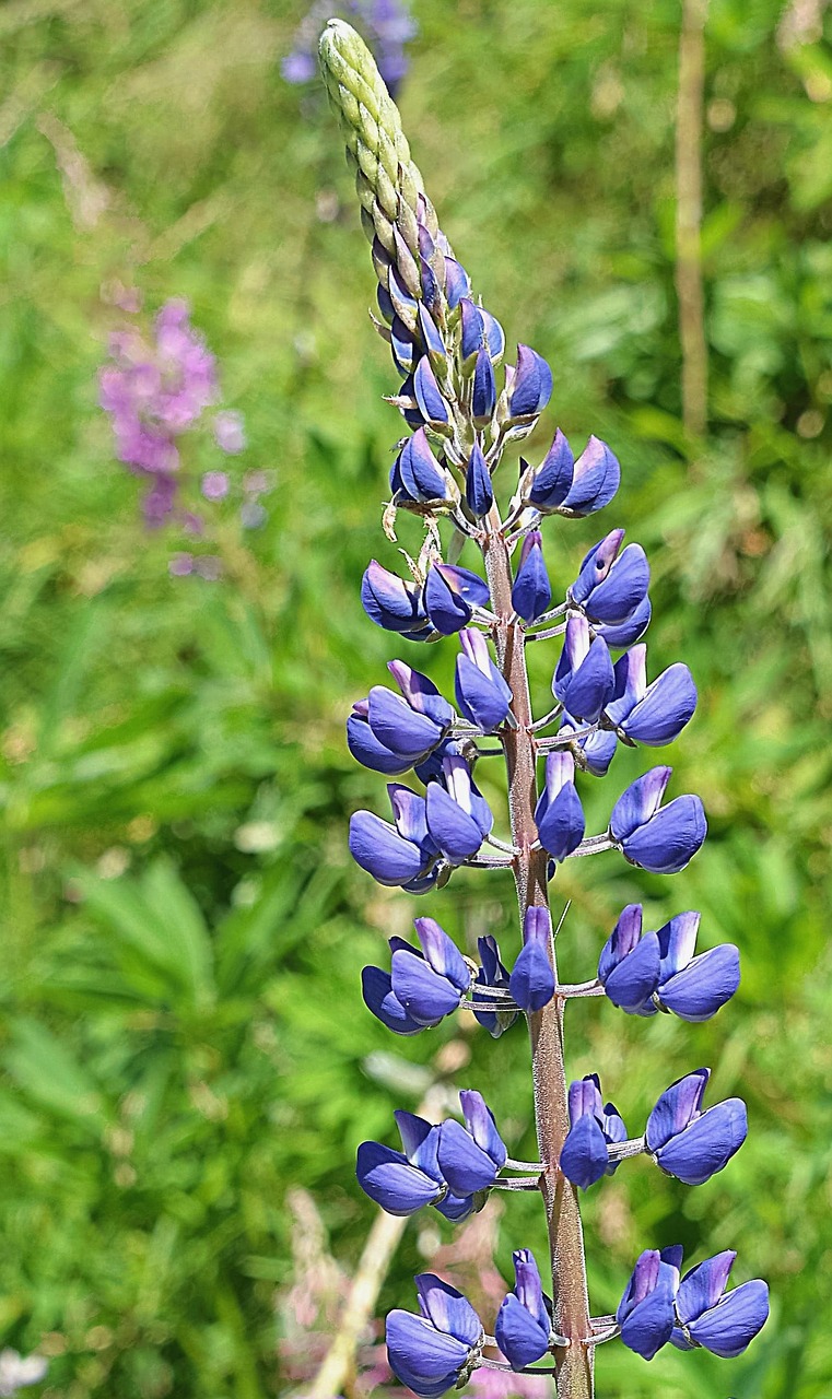 lupine blue meadow free photo