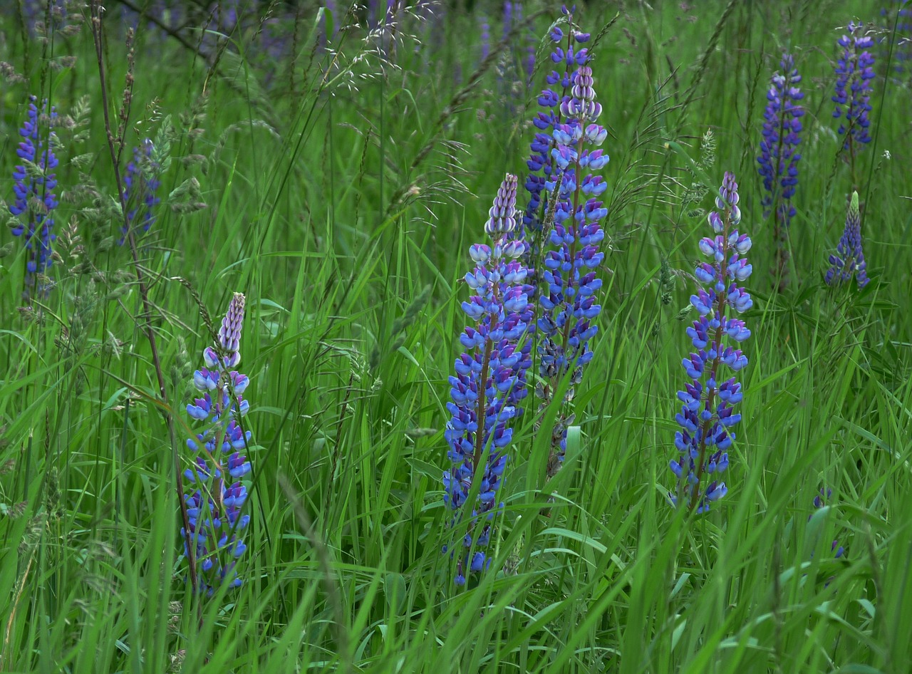 lupine flowers nature free photo
