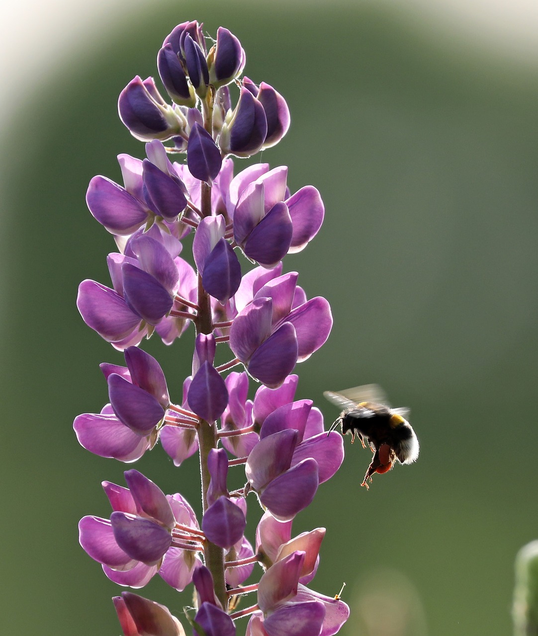 lupine lupinus polyphyllus bee free photo