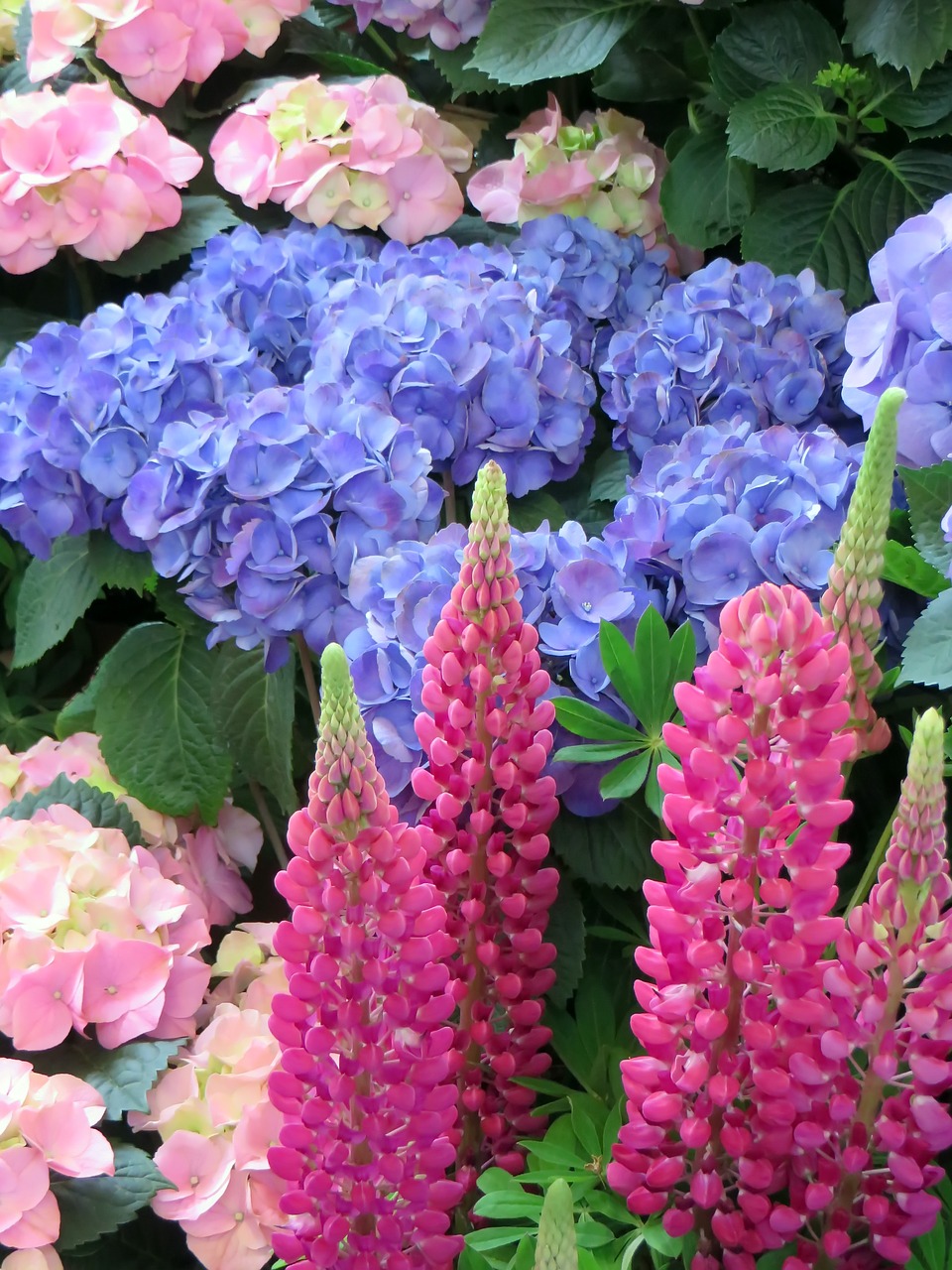 lupine hydrangea flower free photo