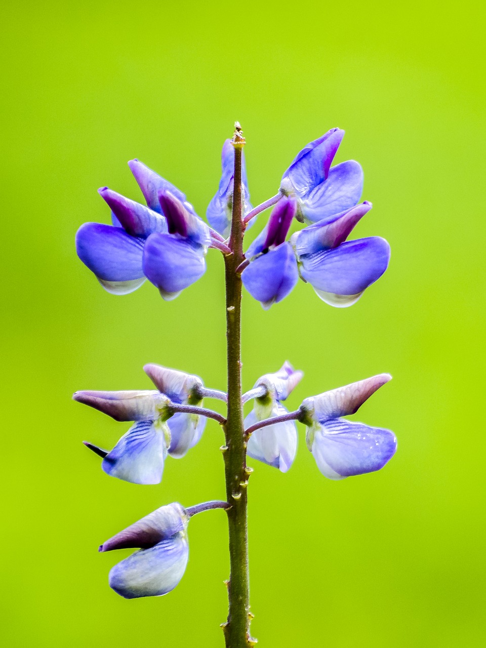 lupine flower blossom free photo