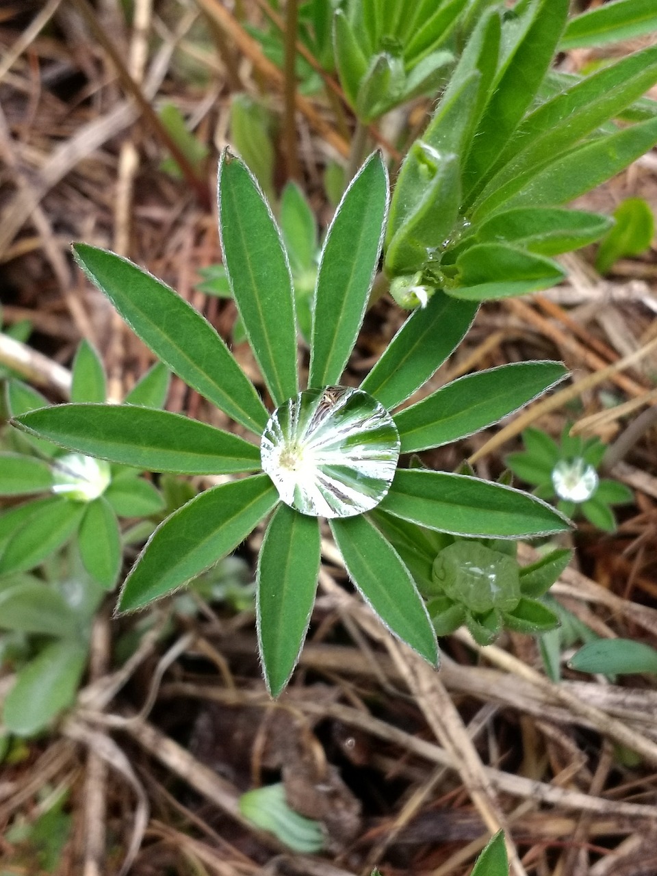 lupine water droplet free photo