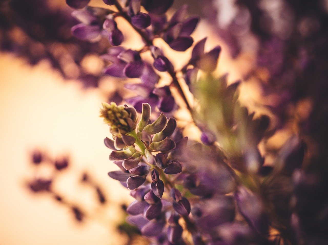 lupine purple plants free photo