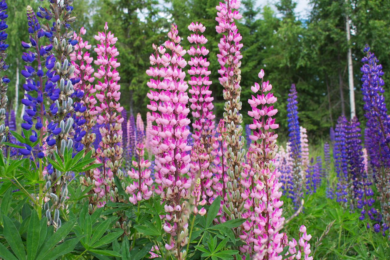 lupine flower plant free photo