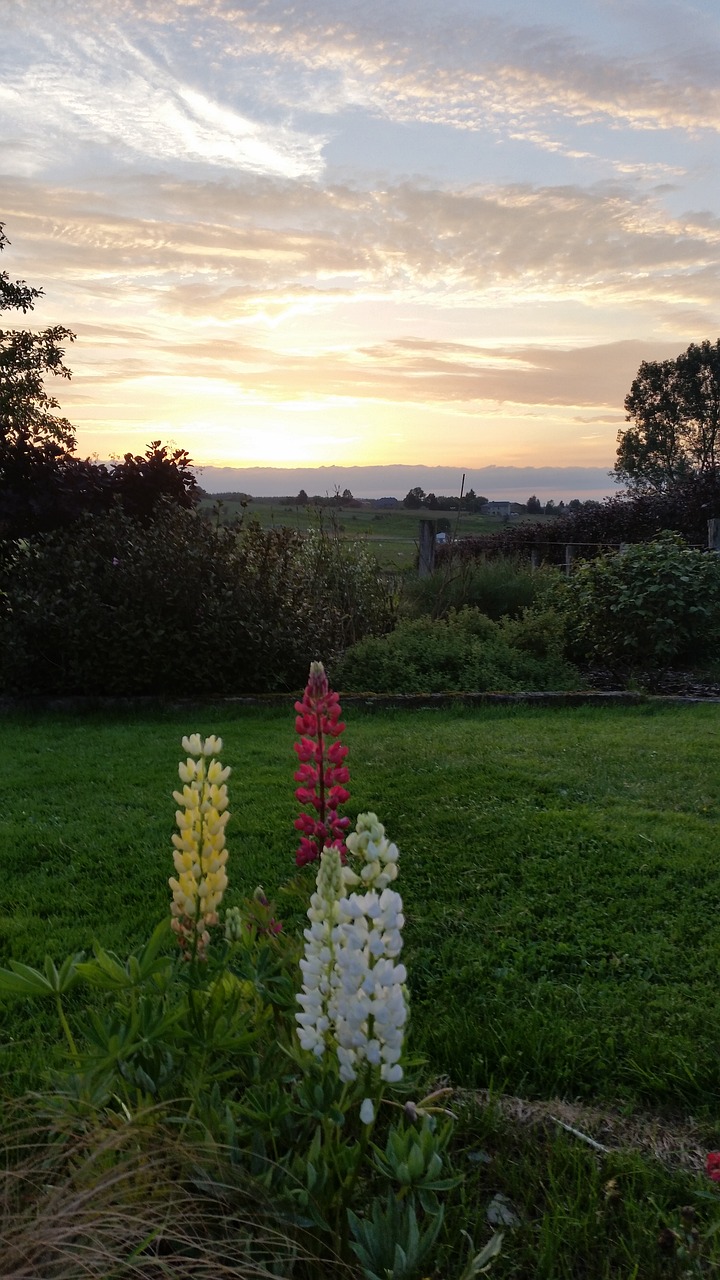 lupine flowers flowering free photo