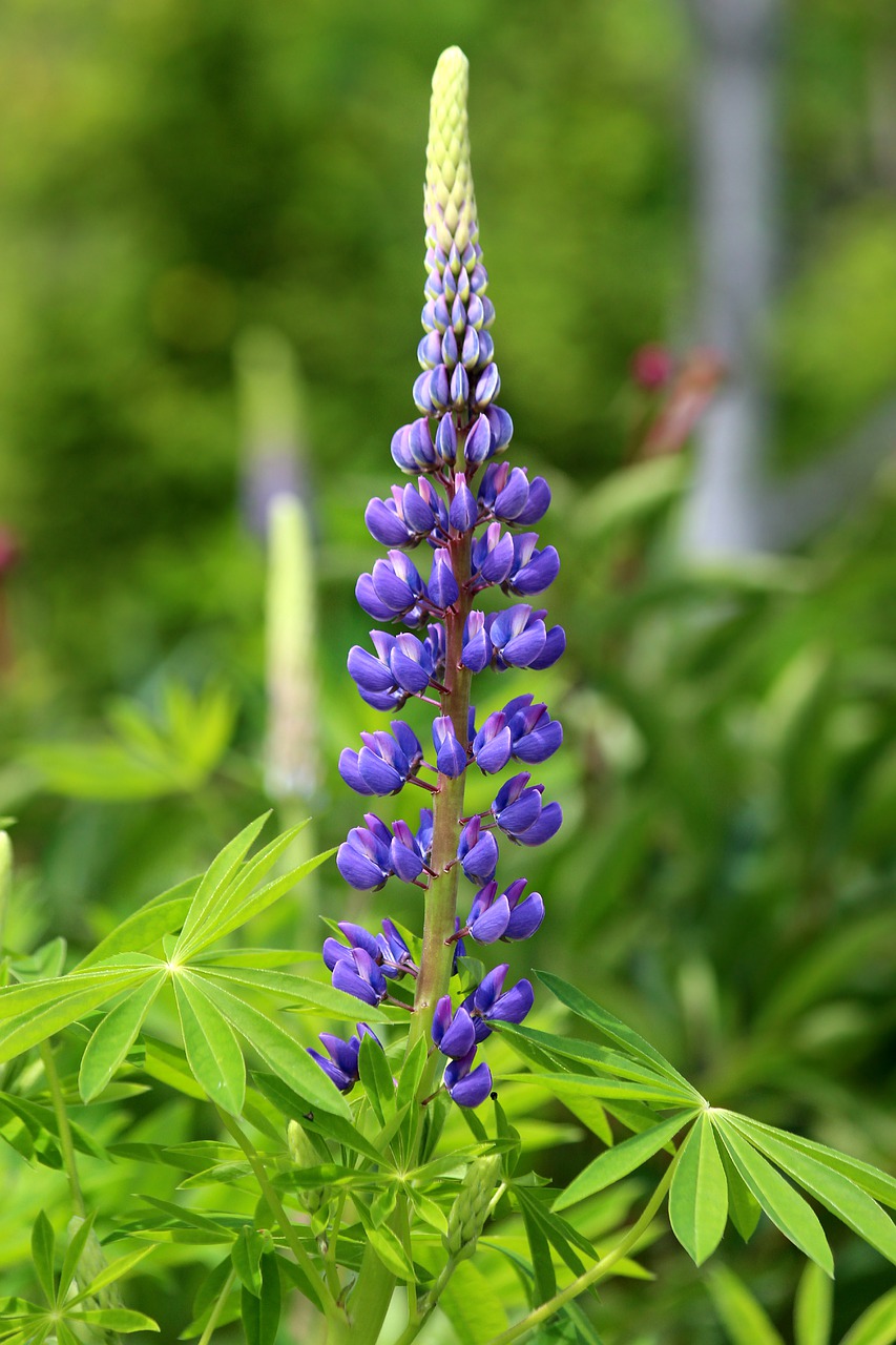 lupine flower nature free photo