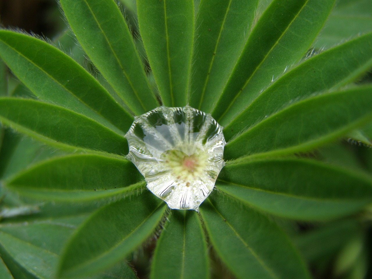 lupine dewdrop garden leaf free photo