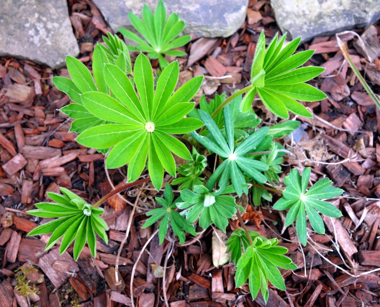 lupine  lupinus  leaf free photo