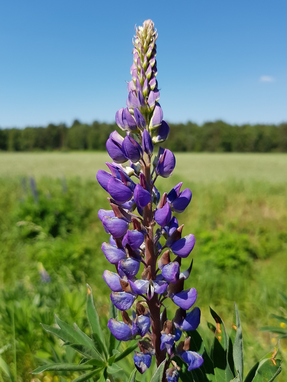 lupine  out  flower free photo