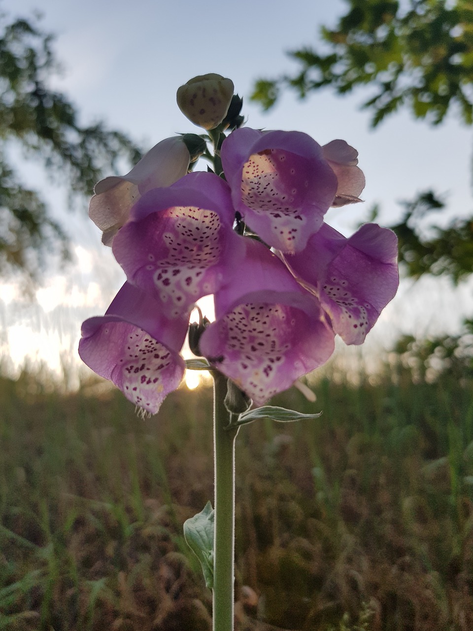 lupine  flower  plant free photo