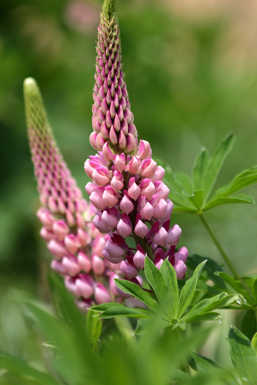 lupine  flower  nature free photo