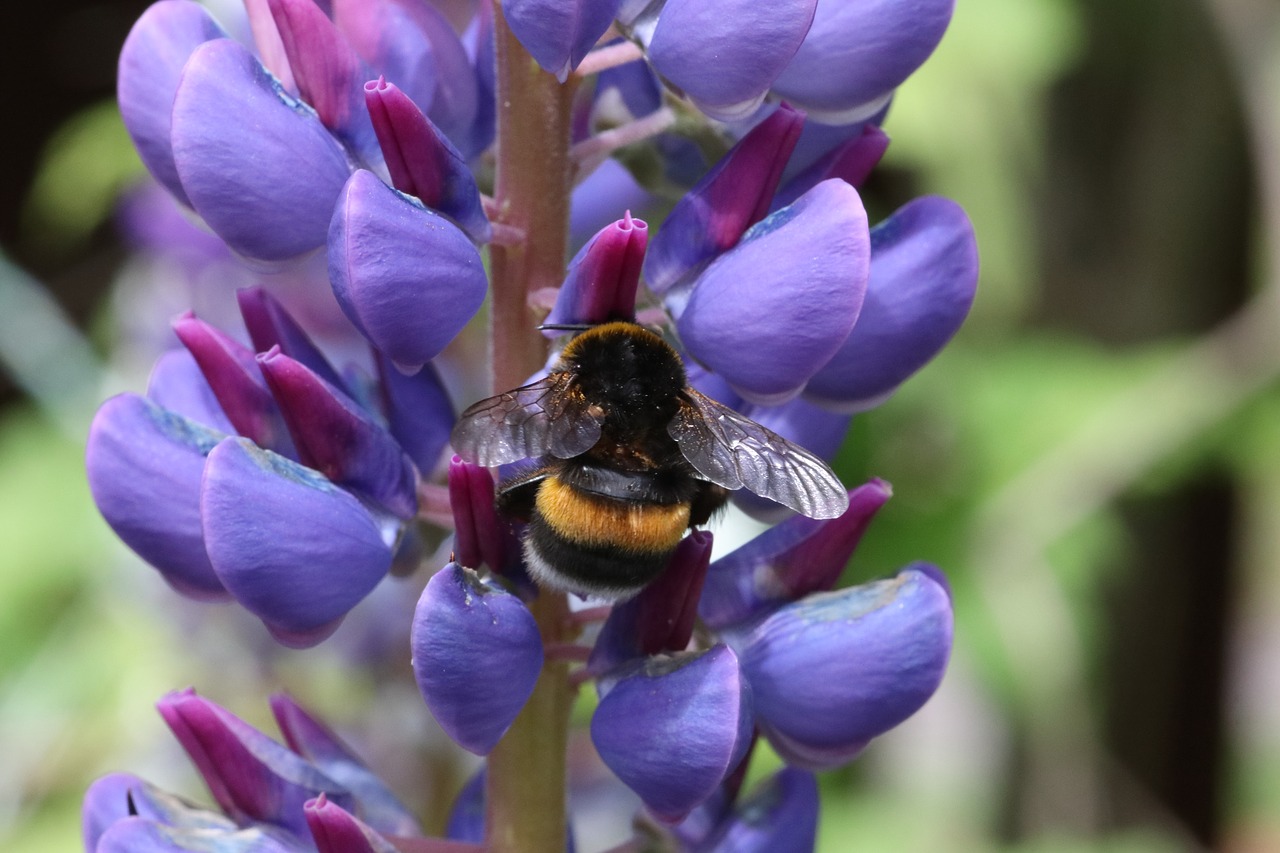 lupine  bumblebee  blue free photo