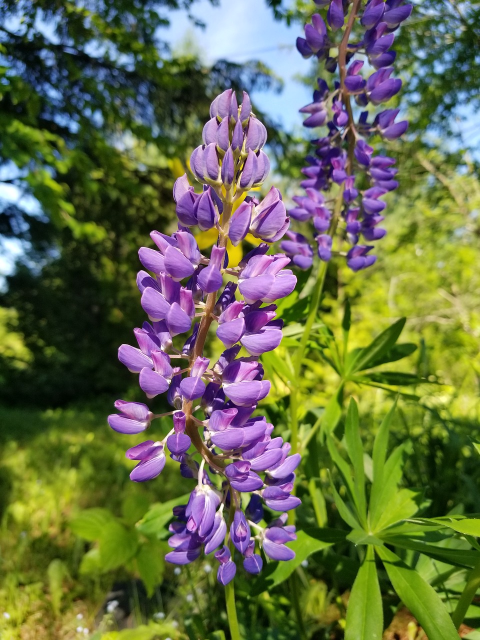 lupine  flower  purple free photo