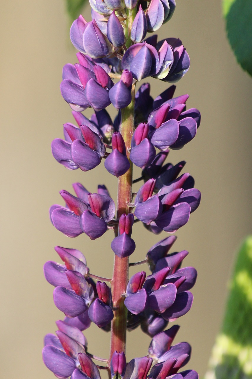 lupine  flower  morning free photo