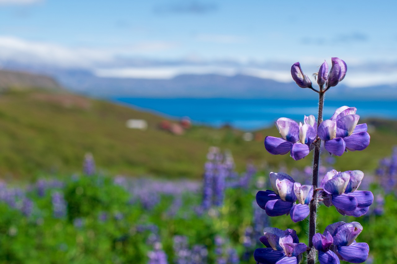 lupine  flower  landscape free photo