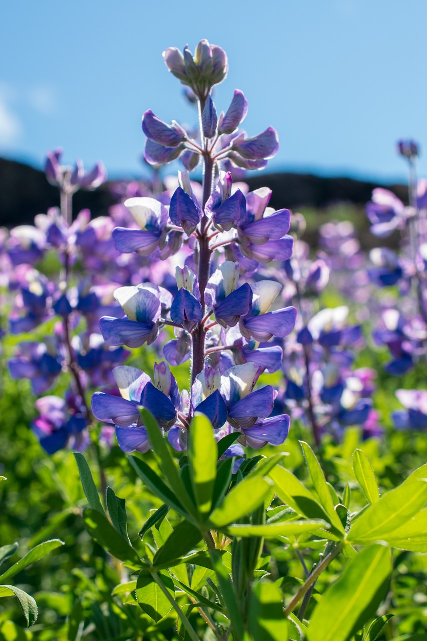 lupine  flower  landscape free photo