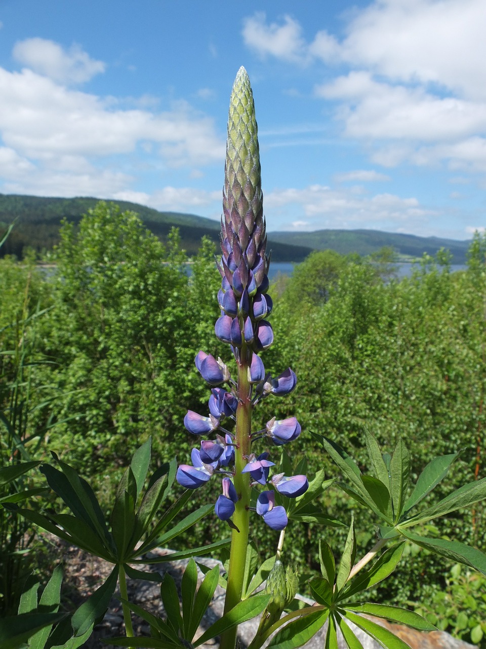 lupine blossom bloom free photo