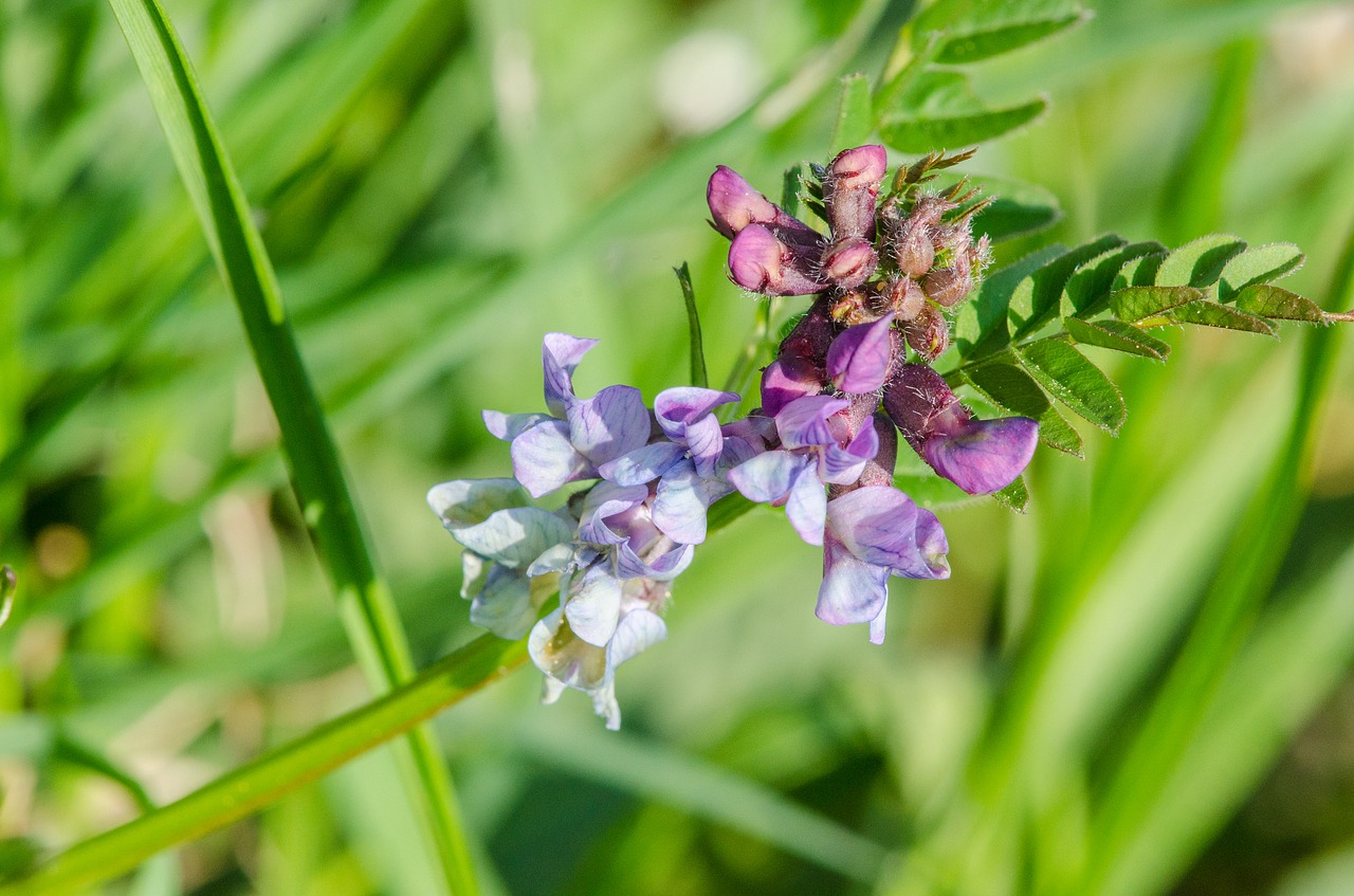 lupine  blossom  bloom free photo