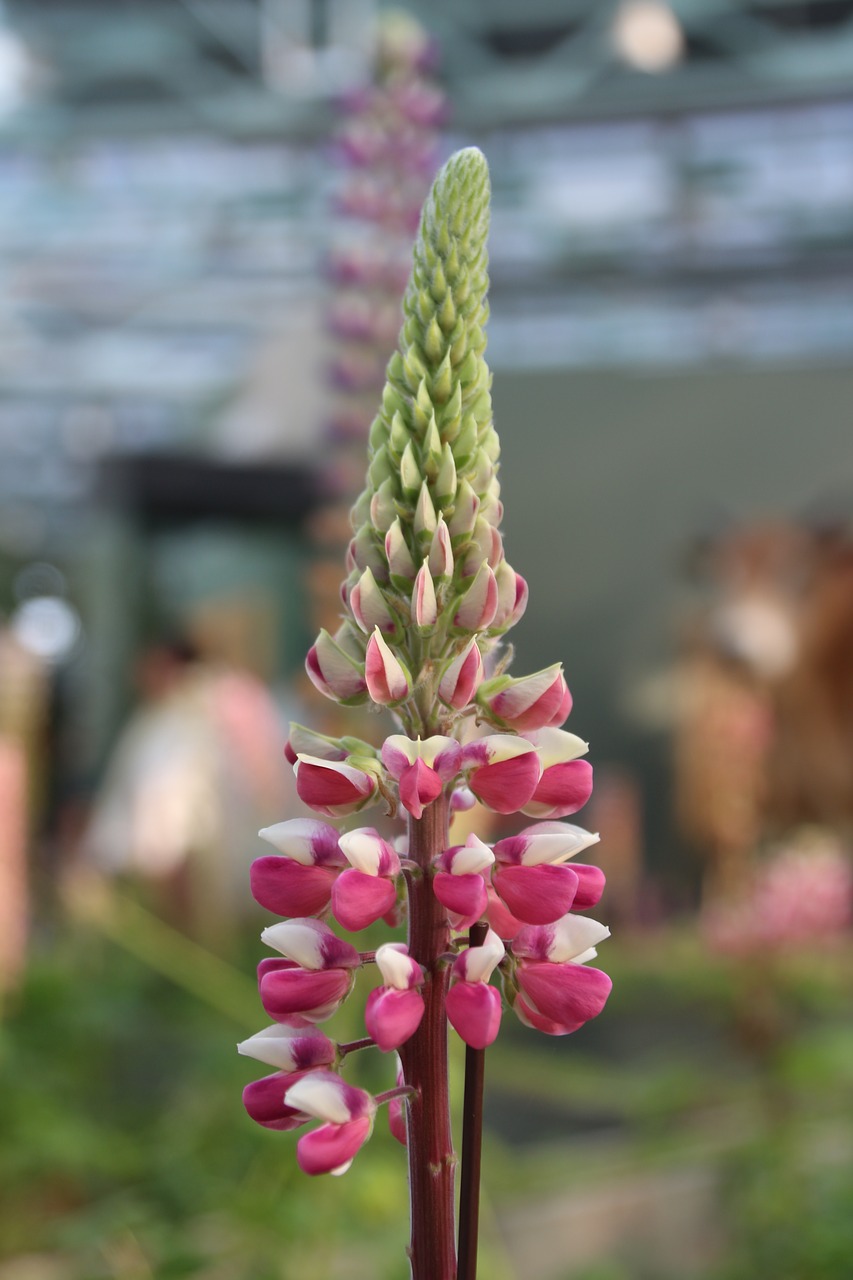 lupine  fuchsia  flower free photo