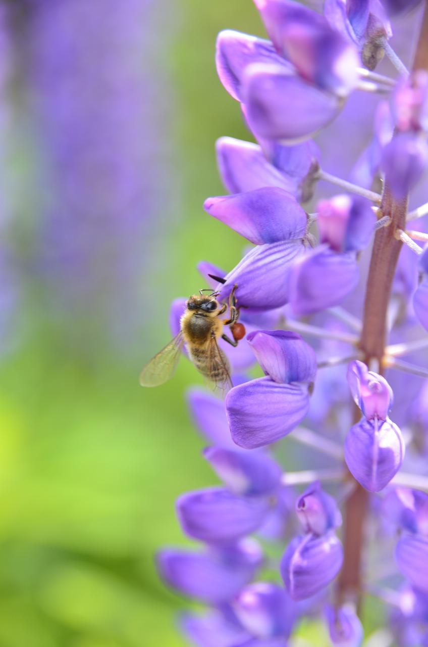 lupine  bee  blossom free photo