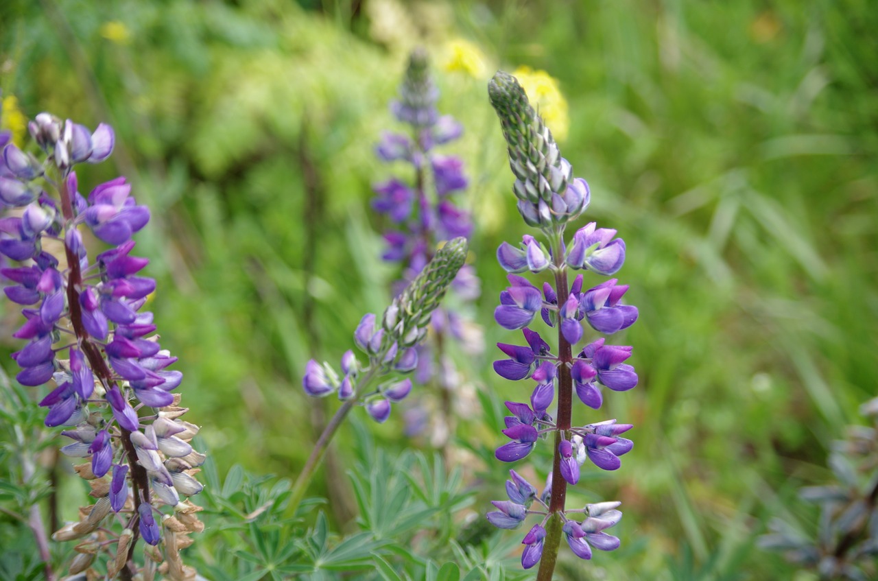 lupine  flower  purple free photo