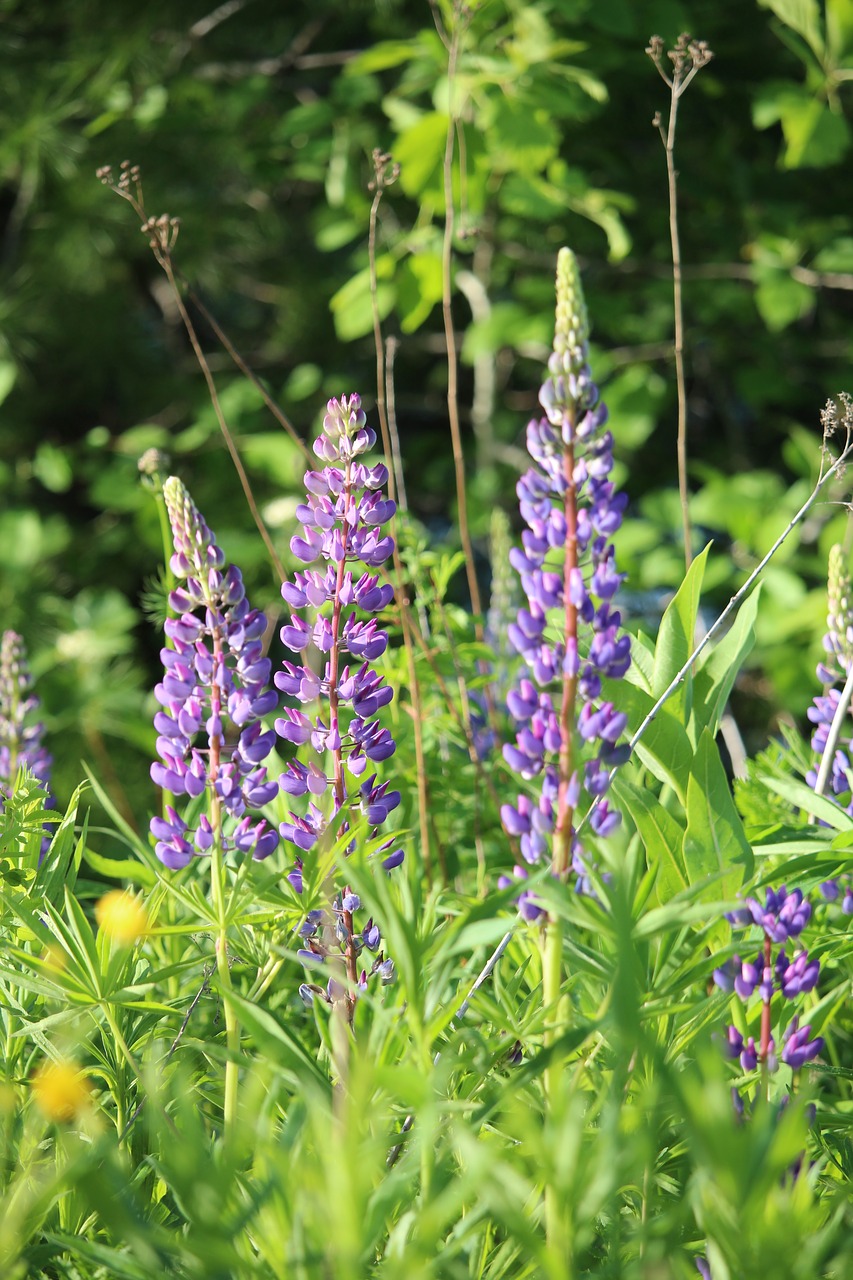 lupine  purple  flower free photo