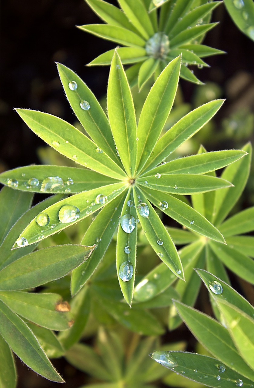 lupine  drop of water  dewdrop free photo
