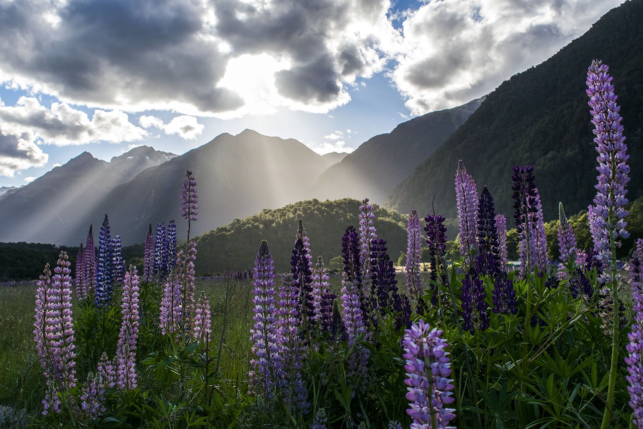 lupine  nature  summer free photo