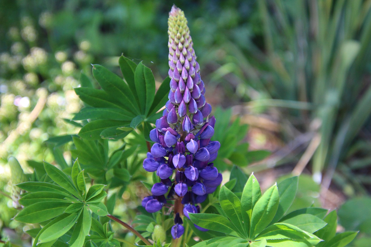 lupine  plant  flower free photo