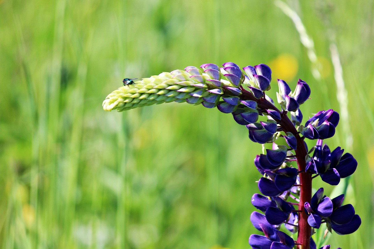 lupine  insect  grass free photo