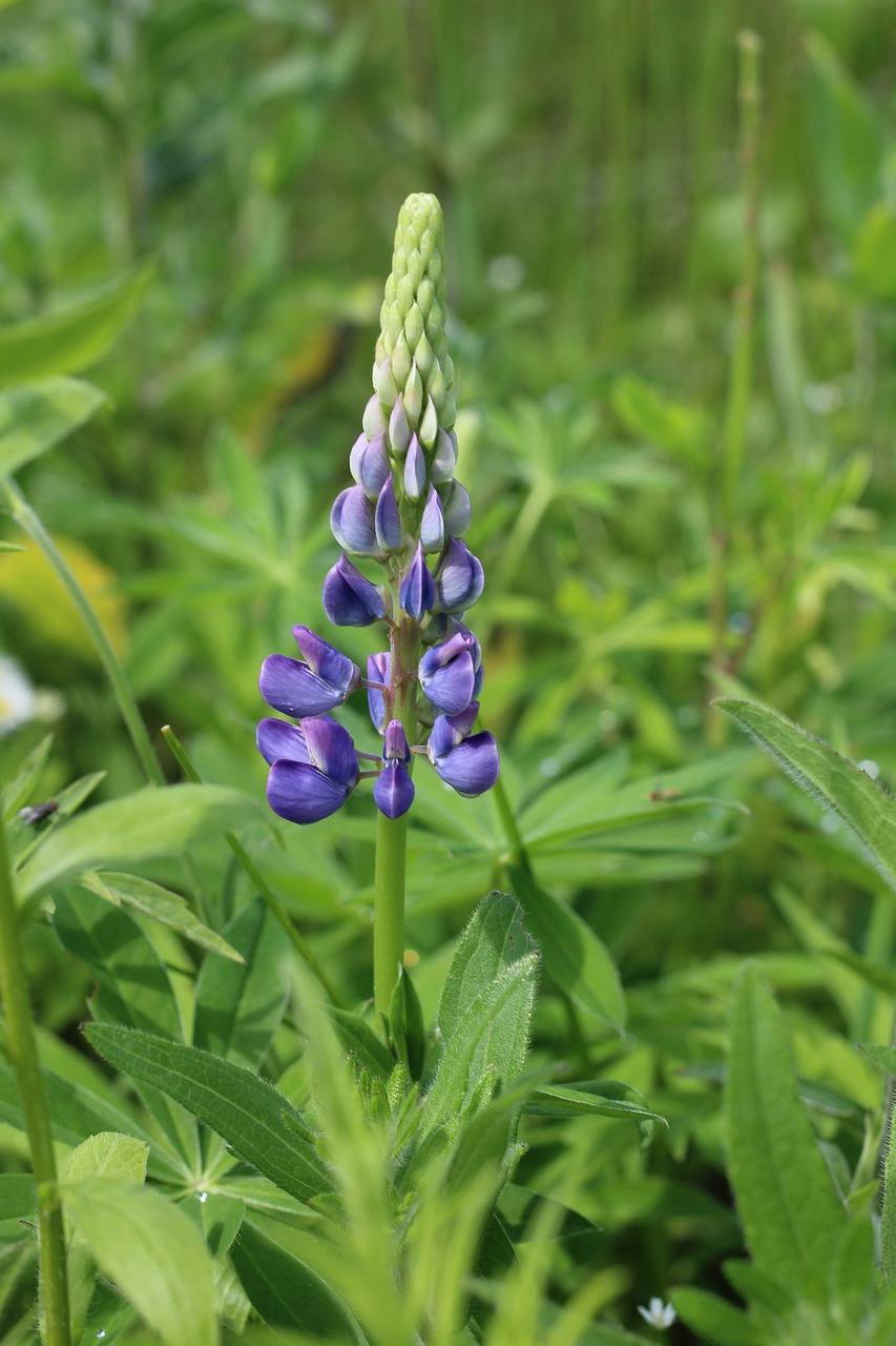 lupine  purple  flower free photo