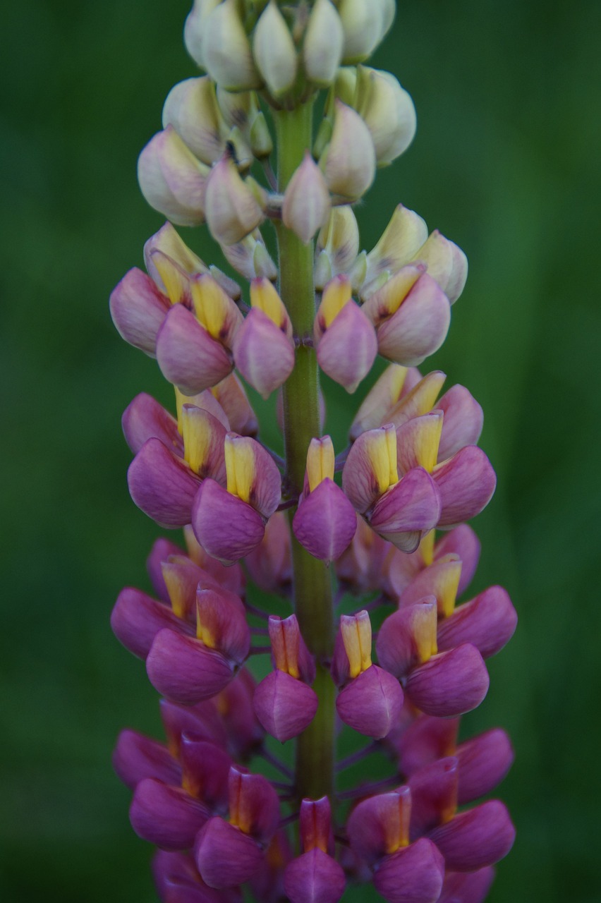 lupine  pink  blossom free photo