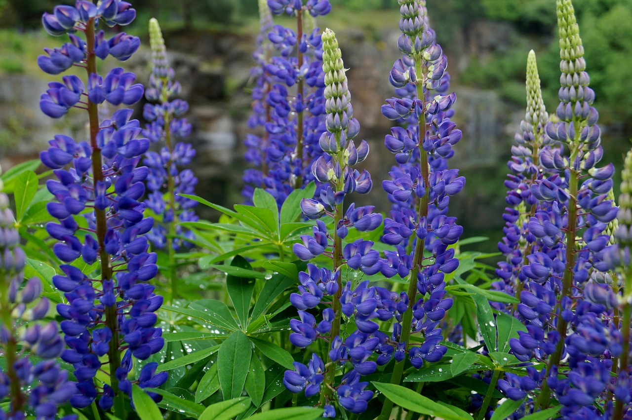 lupine plant blue free photo