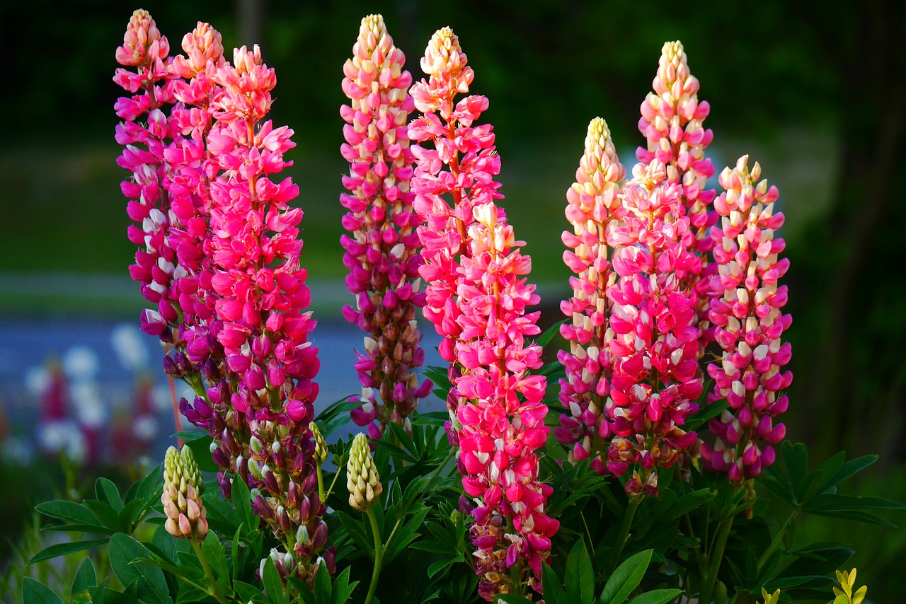 lupine garden nature free photo