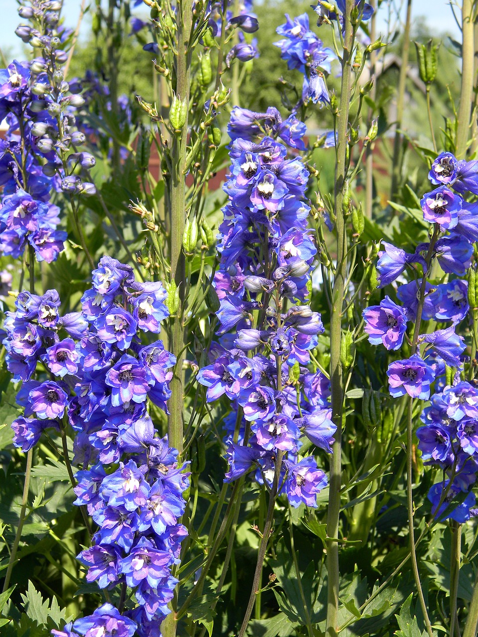 delphinium purple delphinium garden flowers free photo