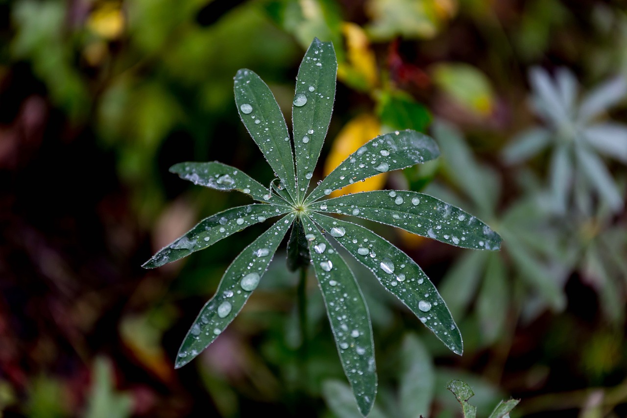 lupine plant leaf free photo