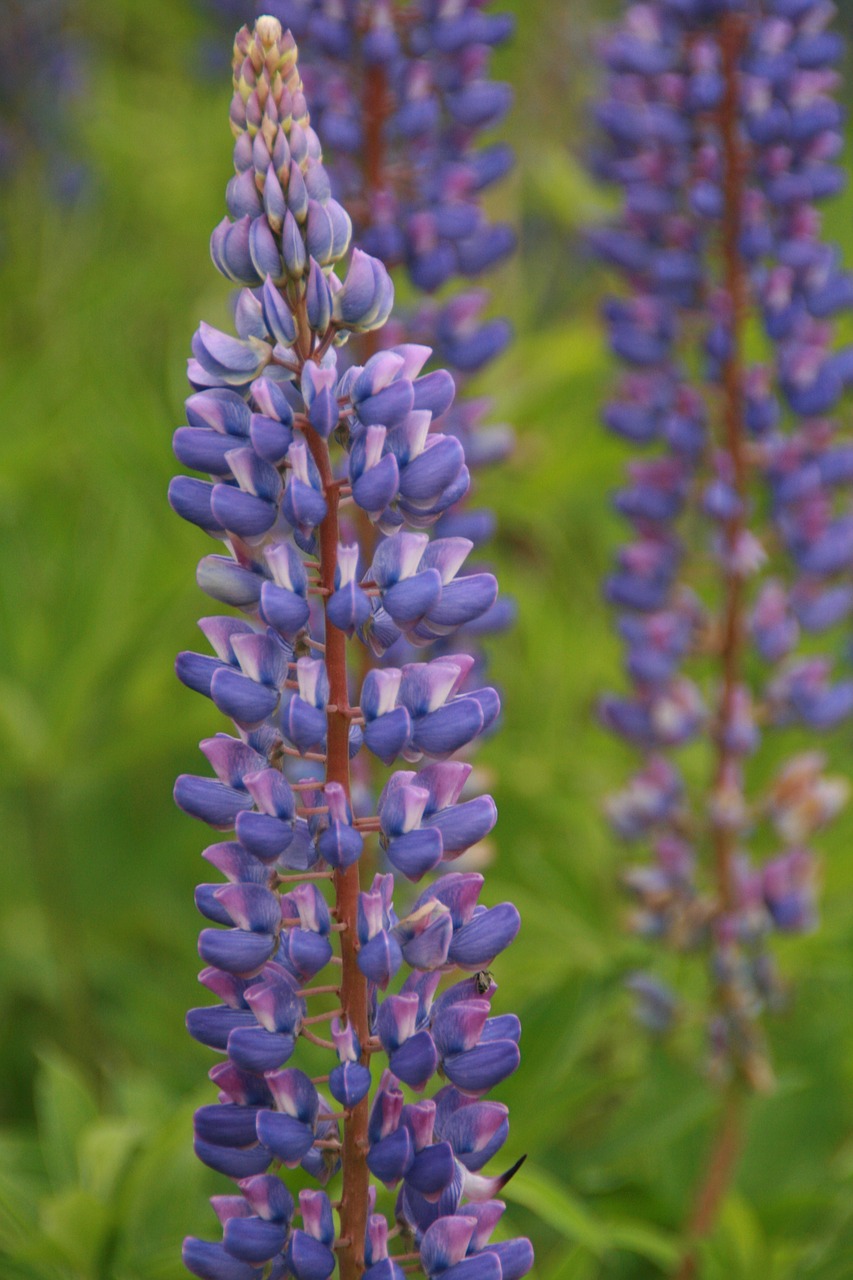 lupine lupines flower free photo