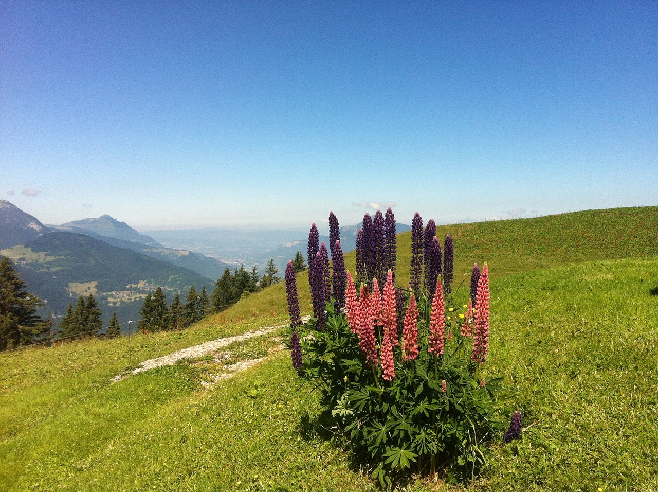 lupine mountain flower alps free photo