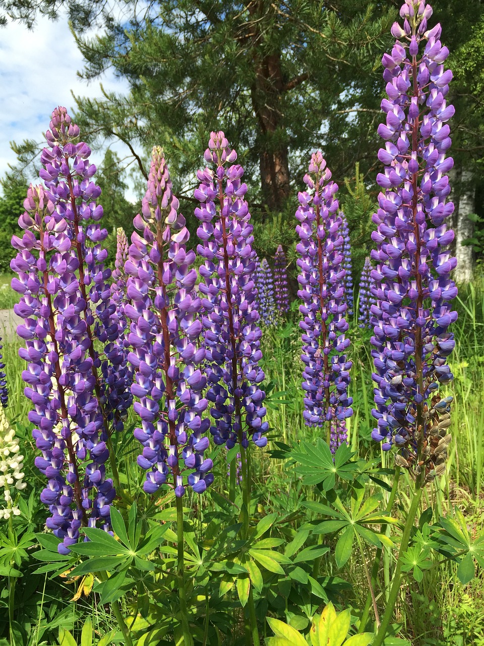 lupine purple flowers free photo