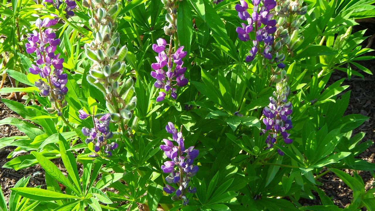 lupines flowers garden free photo