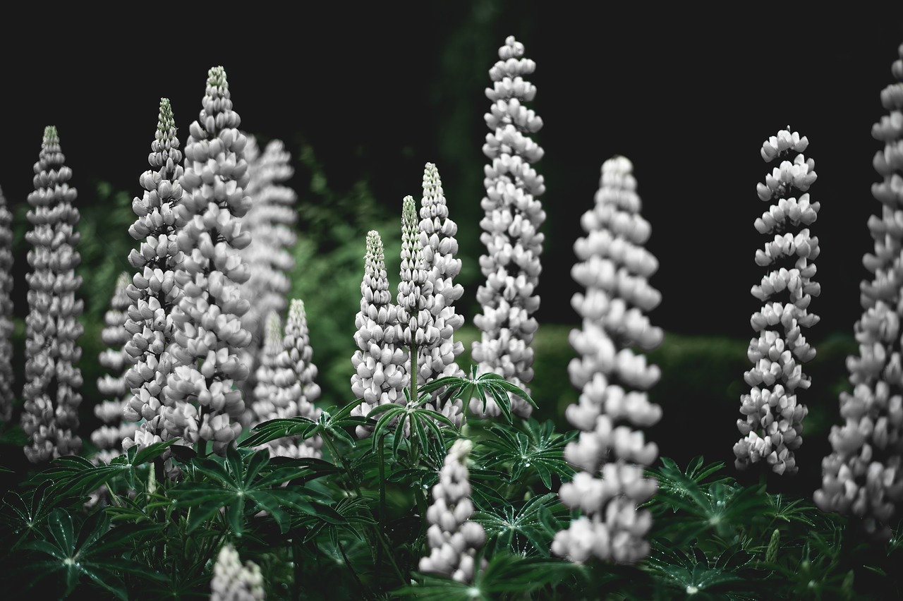 lupines flower leaves free photo