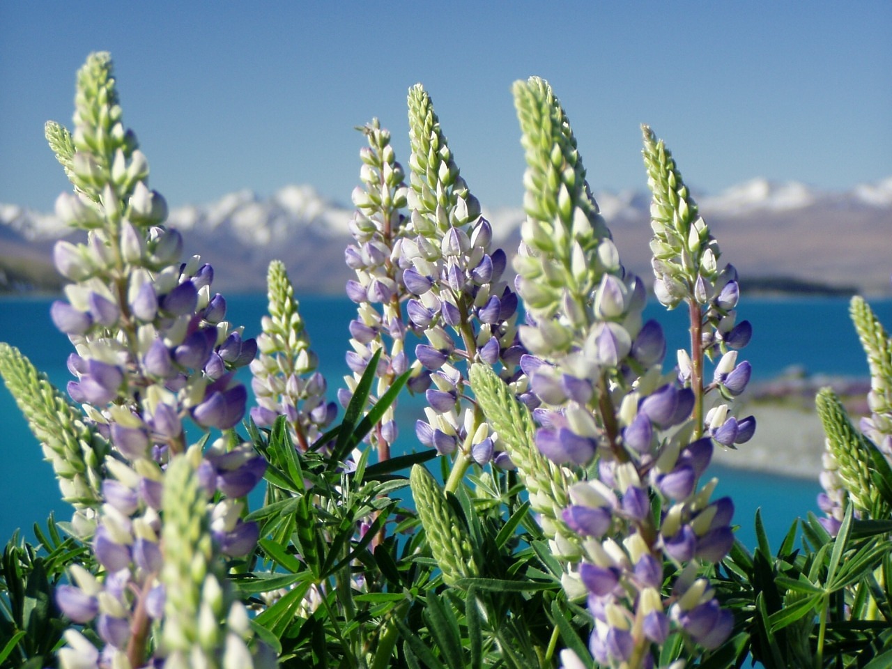 lupinien nature new zealand free photo