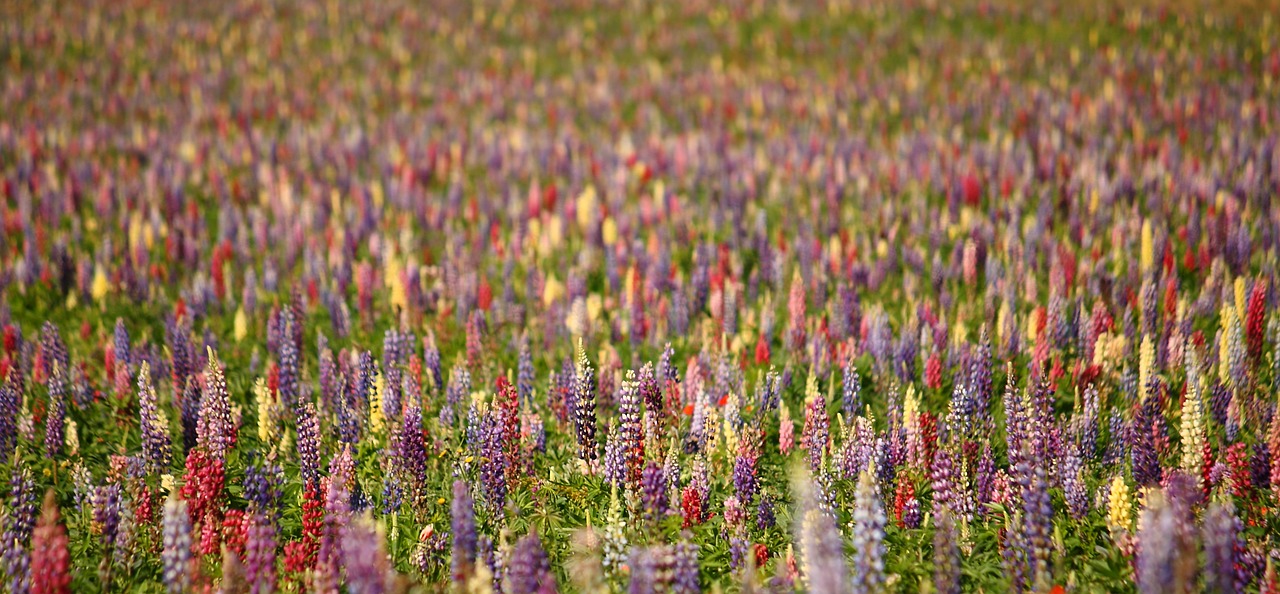 lupins natural summer free photo