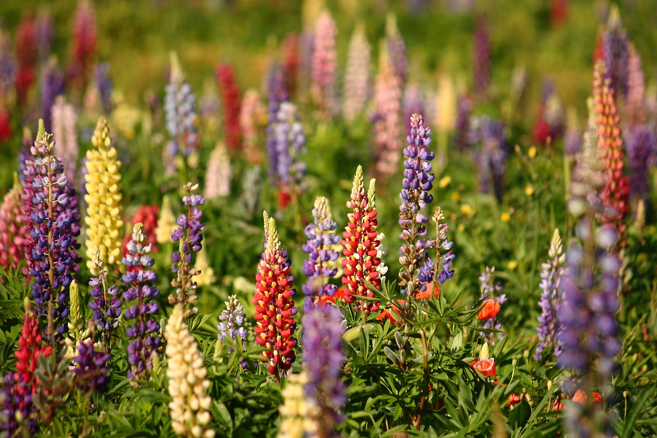 lupins natural summer free photo