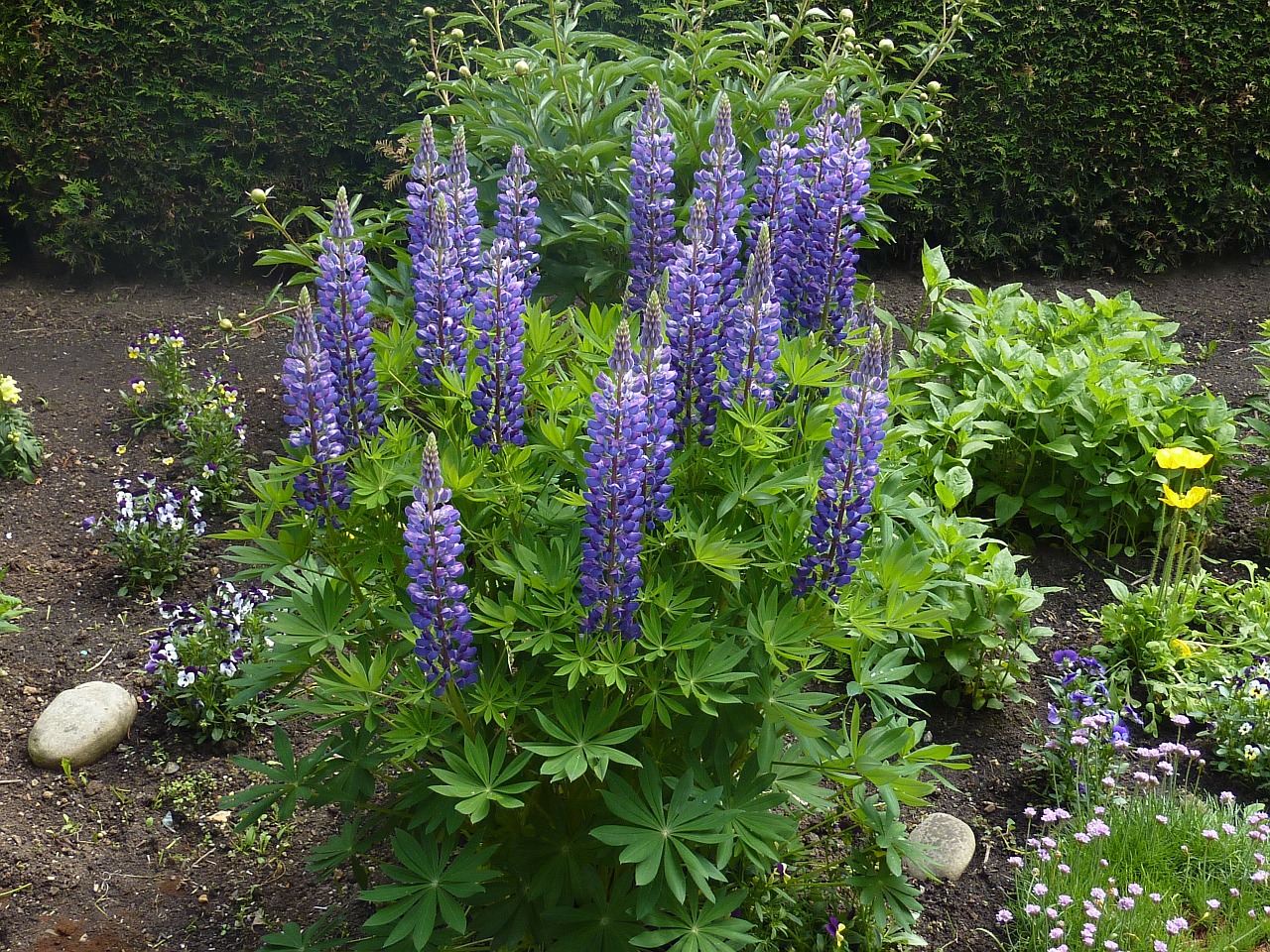 lupins flowers garden free photo