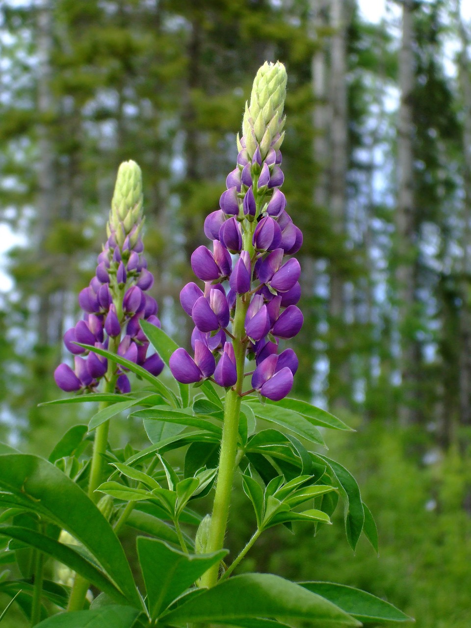 lupins purple flower free photo