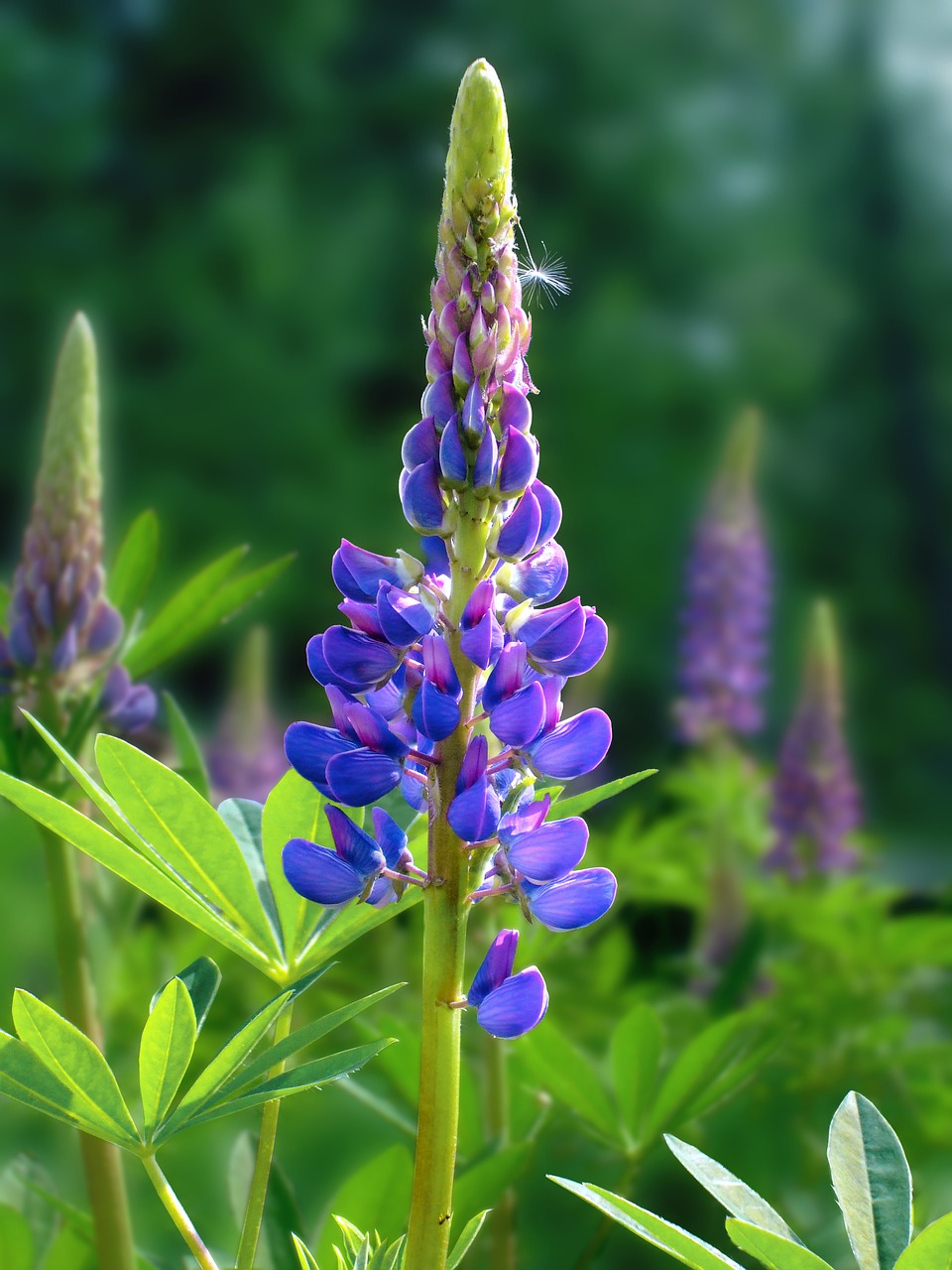 lupins summer flower free photo